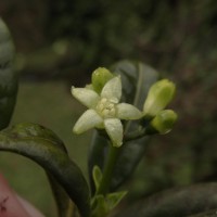 Psychotria zeylanica Sohmer